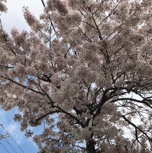 桜